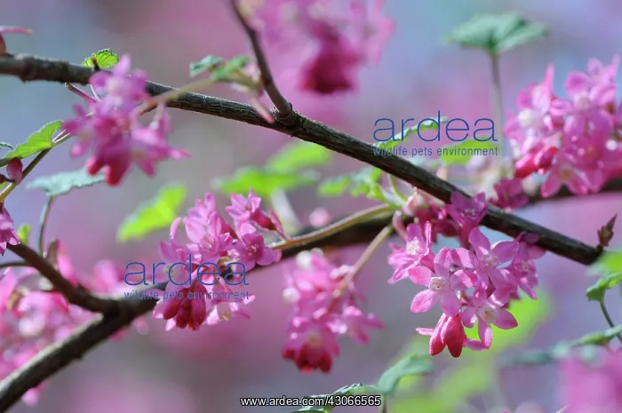 : Flowering Currant : Flowering Currant