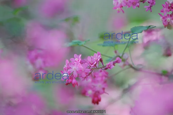 : Flowering Currant : Flowering Currant