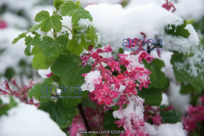 : Flowering Currant : Flowering Currant
