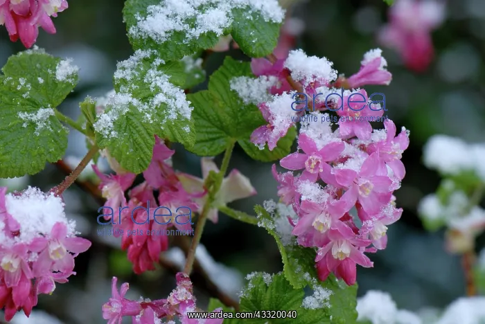 : Flowering currant : Flowering currant