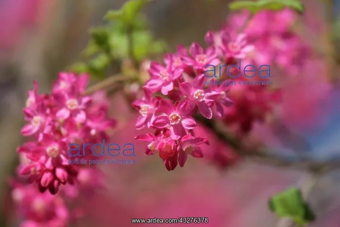 : Flowering currant, Ribes sanguineum, Pink subject : Flowering currant, Ribes sanguineum, Pink subject