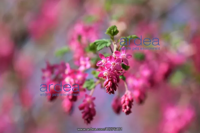 : Flowering currant, Ribes sanguineum, Pink subject : Flowering currant, Ribes sanguineum, Pink subject