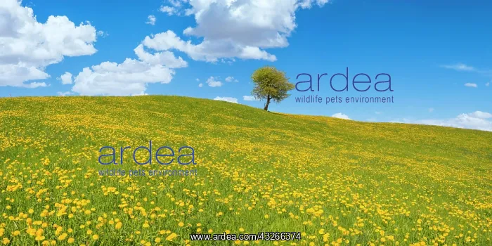 : Flowering Dandelion meadow (Taraxacum) and single : Flowering Dandelion meadow (Taraxacum) and single