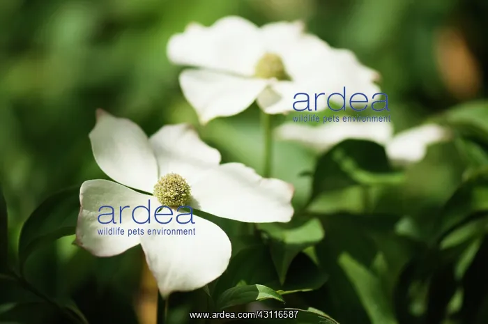 : Flowering dogwood, Cornus florida, close up of 2 flowers in : Flowering dogwood, Cornus florida, close up of 2 flowers in