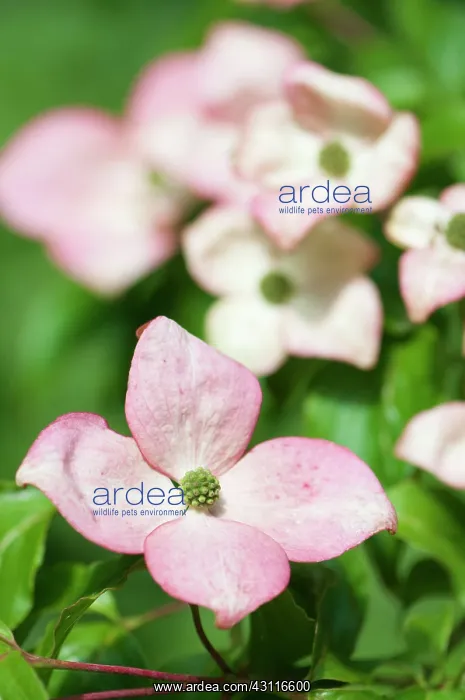 : Flowering dogwood, Cornus florida, single flower with others : Flowering dogwood, Cornus florida, single flower with others