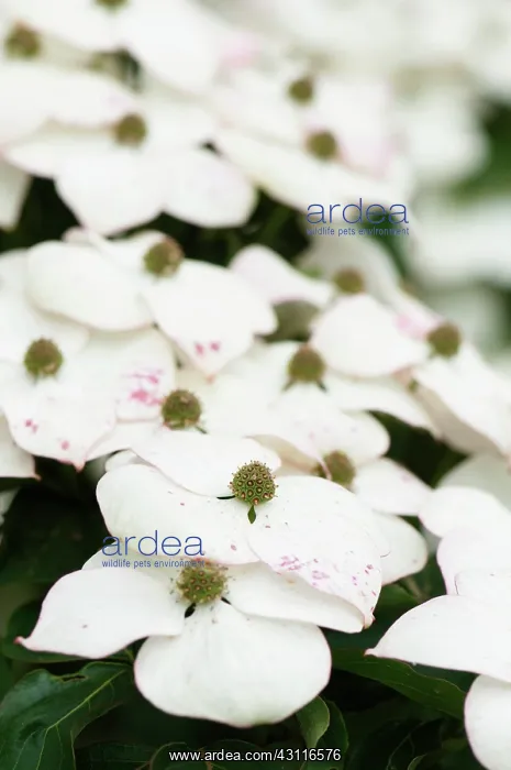 : Flowering dogwood, Cornus kousa flowers : Flowering dogwood, Cornus kousa flowers
