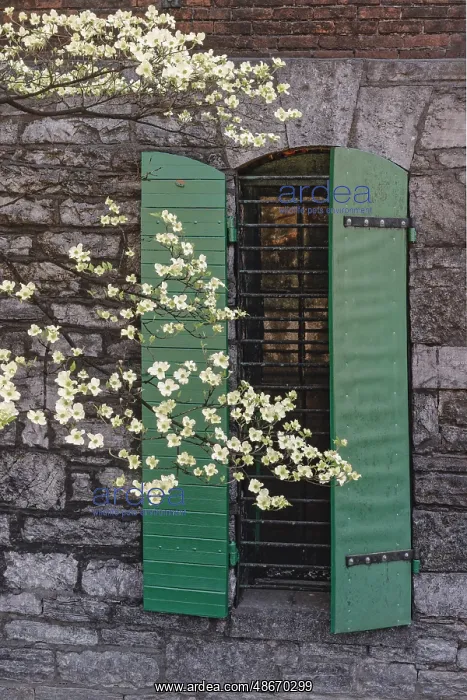 : Flowering dogwood tree in front of a stone building with : Flowering dogwood tree in front of a stone building with