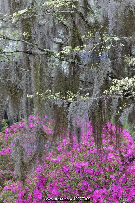 : Flowering dogwood trees and azaleas in full bloom : Flowering dogwood trees and azaleas in full bloom
