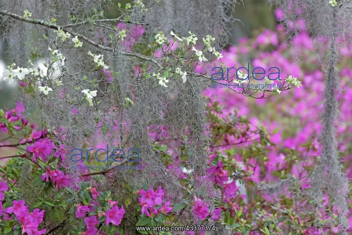 : Flowering dogwood trees and azaleas in full bloom : Flowering dogwood trees and azaleas in full bloom