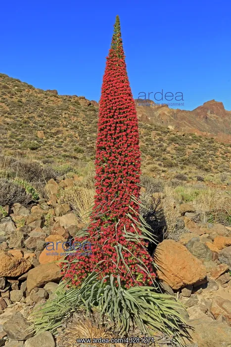: Flowering Echium wildpretii (Echium wildpretii) : Flowering Echium wildpretii (Echium wildpretii)
