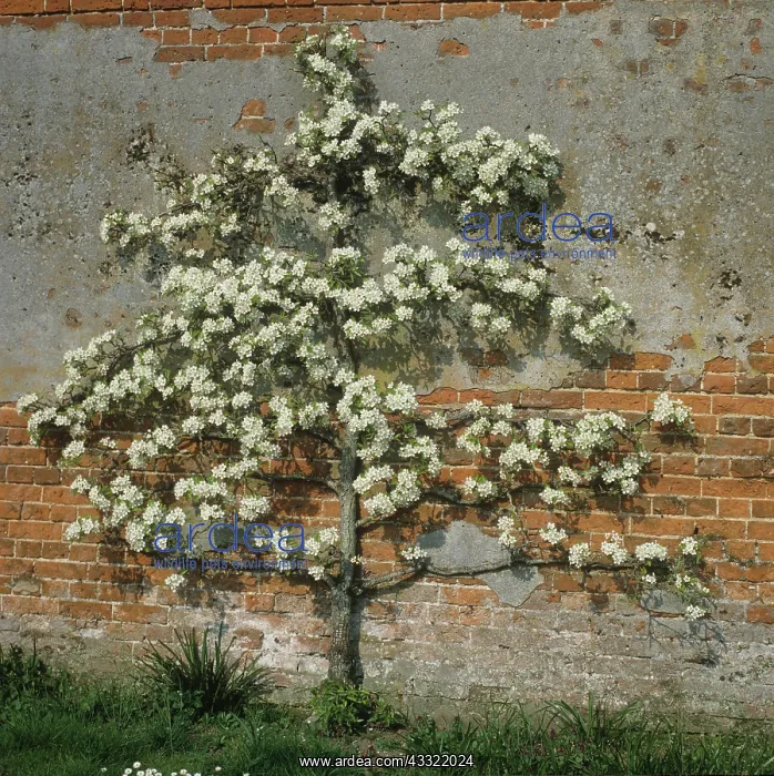 : Flowering espalier pear : Flowering espalier pear