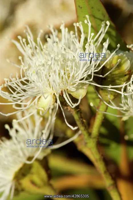  : Flowering eucalypt tree - flowers of a cream coloured