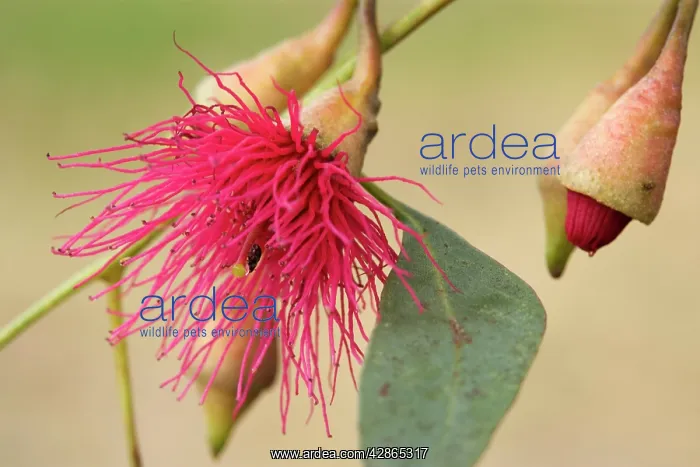 : Flowering Eucalypt tree - a red flowering eucalypt : Flowering Eucalypt tree - a red flowering eucalypt
