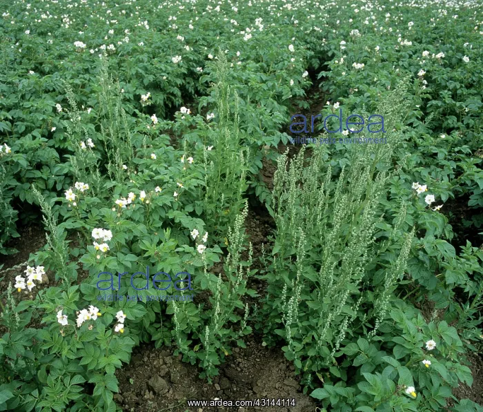 : Flowering fat hen : Flowering fat hen