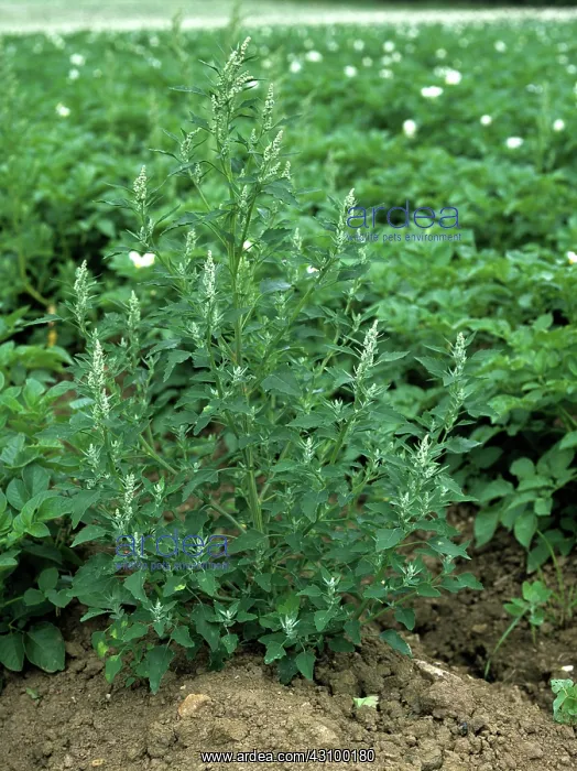 : Flowering fat hen (Chenopodium album) : Flowering fat hen (Chenopodium album)