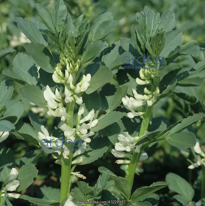 : Flowering field bean plants : Flowering field bean plants