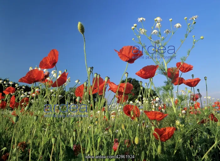 : Flowering field - with field poppies and scentless : Flowering field - with field poppies and scentless