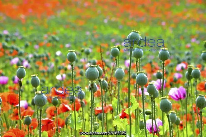 : Flowering field with poppies (Papaver) and seed capsules of the poppy flowers in the foreground : Flowering field with poppies (Papaver) and seed capsules of the poppy flowers in the foreground