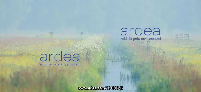 : Flowering fields in a wetland : Flowering fields in a wetland