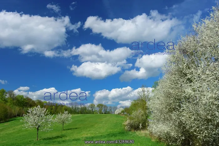 : Flowering fruit trees in spring landscape, Schaalsee : Flowering fruit trees in spring landscape, Schaalsee