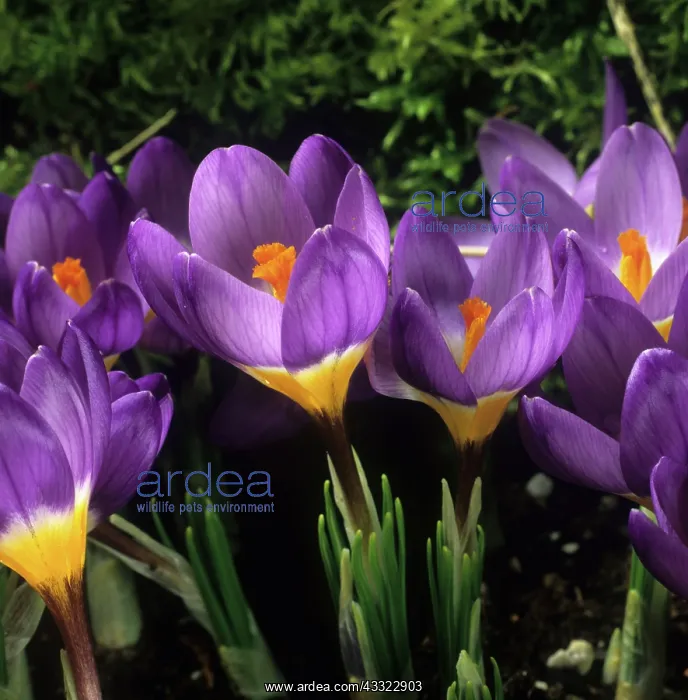 : Flowering garden bulb : Flowering garden bulb