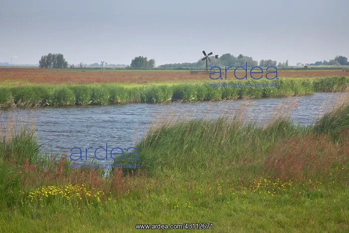: Flowering grassland with ditch and mill : Flowering grassland with ditch and mill
