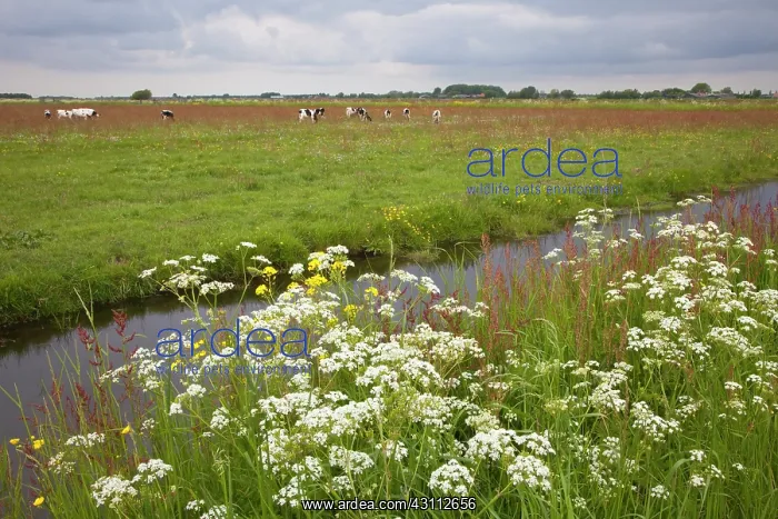 : Flowering grassland with ditch and cows : Flowering grassland with ditch and cows