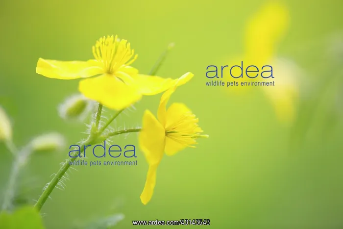 : flowering Greater Celandine : flowering Greater Celandine