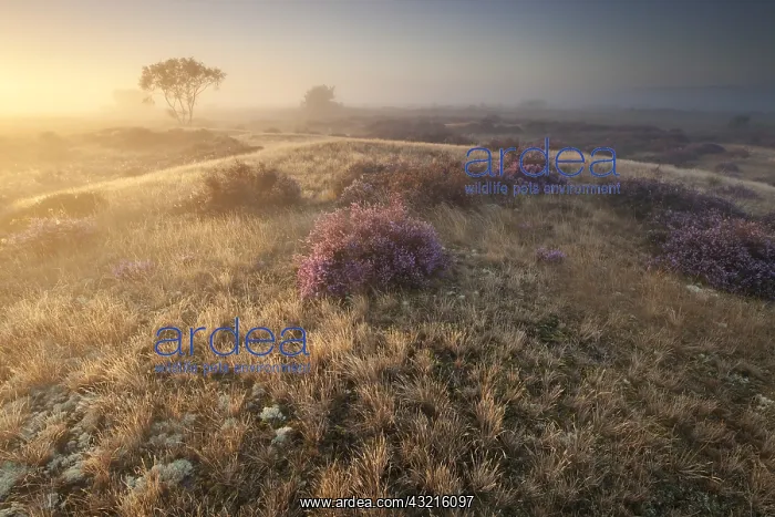  : Flowering Heather (Calluna vulgaris) in late ev