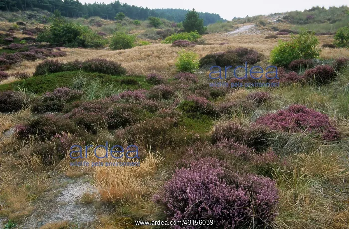 : Flowering heather in dune landscape : Flowering heather in dune landscape