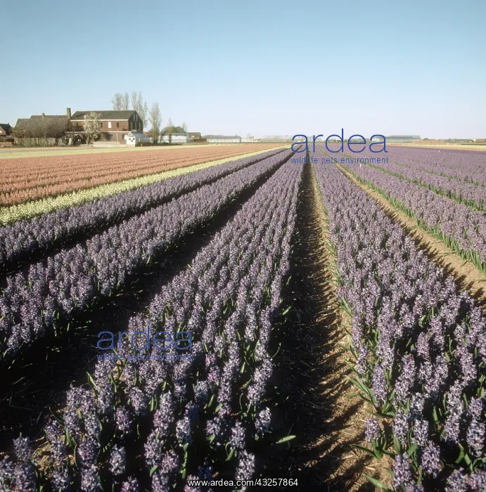 : Flowering Hyacinths : Flowering Hyacinths