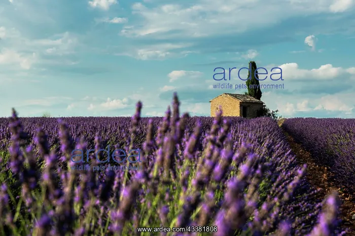 : Flowering lavender (Lavandula angustifolia) field : Flowering lavender (Lavandula angustifolia) field