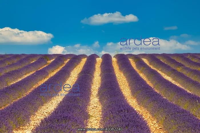 : Flowering lavender (Lavandula angustifolia) field : Flowering lavender (Lavandula angustifolia) field