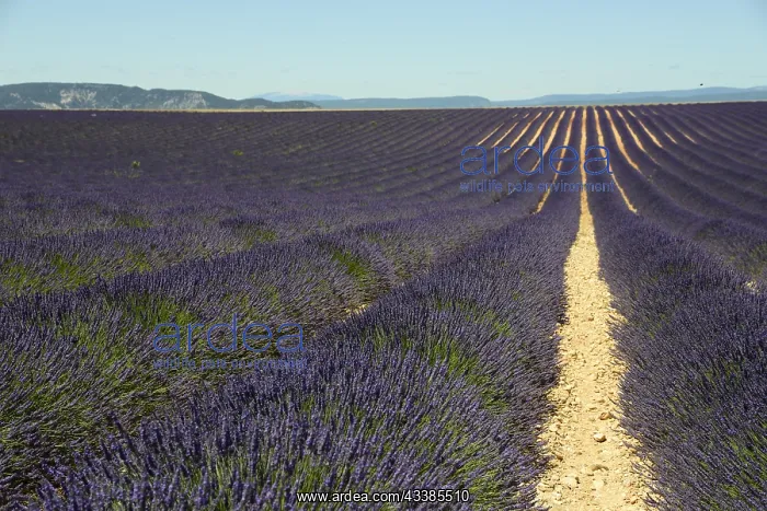 : Flowering lavender (Lavandula angustifolia) field : Flowering lavender (Lavandula angustifolia) field