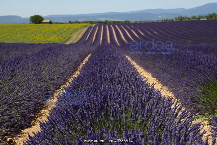 : Flowering lavender (Lavandula angustifolia) field : Flowering lavender (Lavandula angustifolia) field