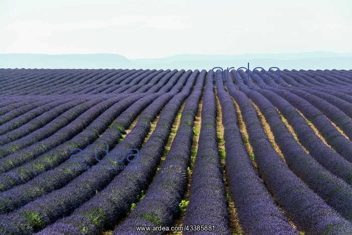 : Flowering lavender (Lavandula angustifolia) field : Flowering lavender (Lavandula angustifolia) field