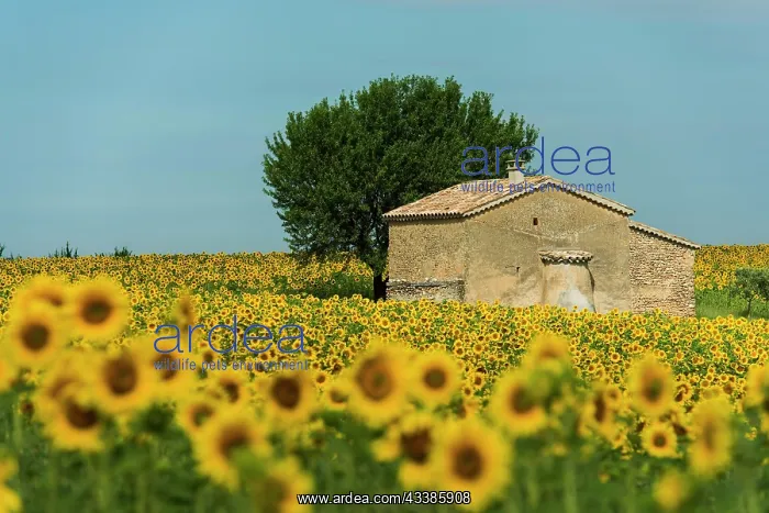: Flowering lavender (Lavandula angustifolia) field and sunflo : Flowering lavender (Lavandula angustifolia) field and sunflo