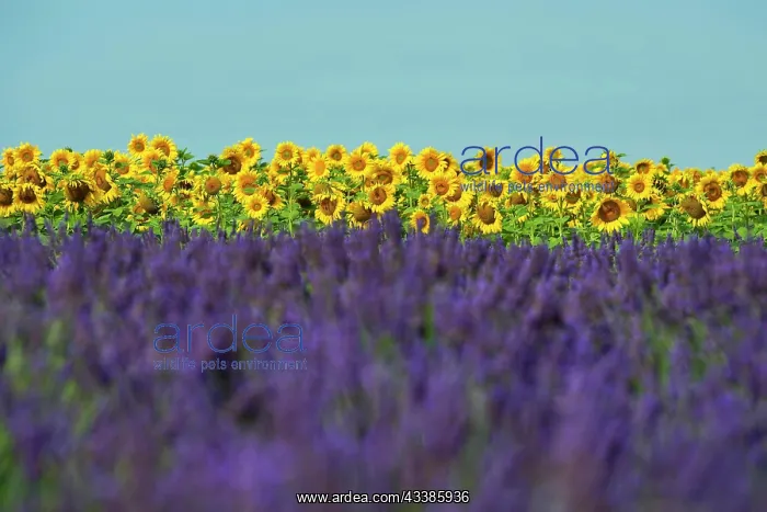 : Flowering lavender (Lavandula angustifolia) field and sunflo : Flowering lavender (Lavandula angustifolia) field and sunflo