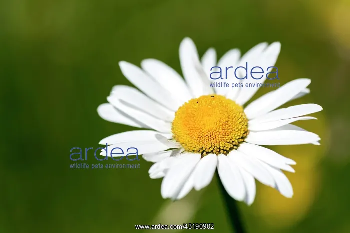 : Flowering marguerites (Leucanthemum) and grasses : Flowering marguerites (Leucanthemum) and grasses