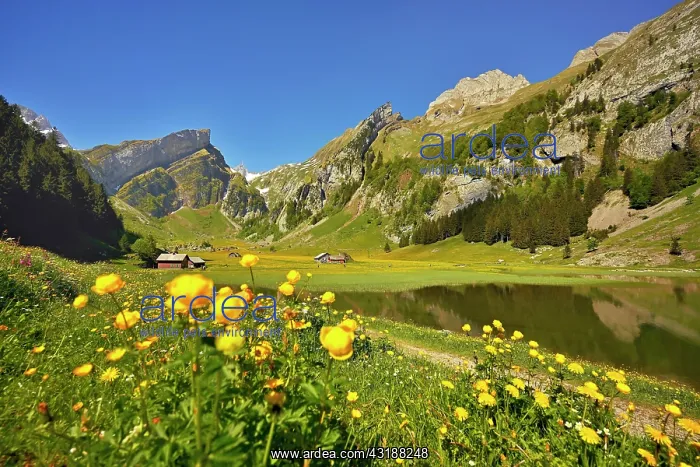 : Flowering Marsh marigolds (Caltha palustris), at : Flowering Marsh marigolds (Caltha palustris), at
