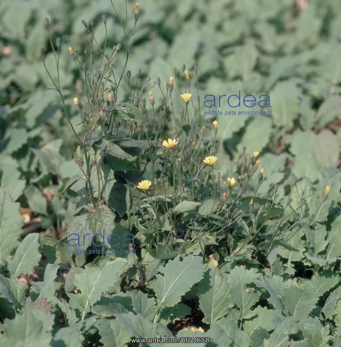: Flowering nipplewort in Canola Field : Flowering nipplewort in Canola Field