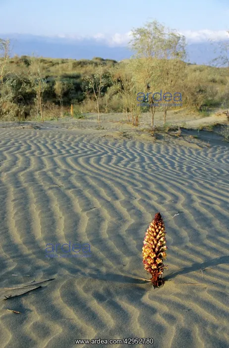 : Flowering parasitic plant - in sand dunes of Karakum : Flowering parasitic plant - in sand dunes of Karakum