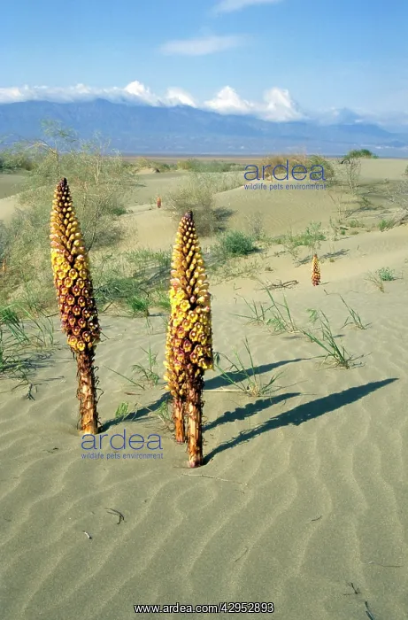 : Flowering parasitic plants Orobanchaceae sp : Flowering parasitic plants Orobanchaceae sp