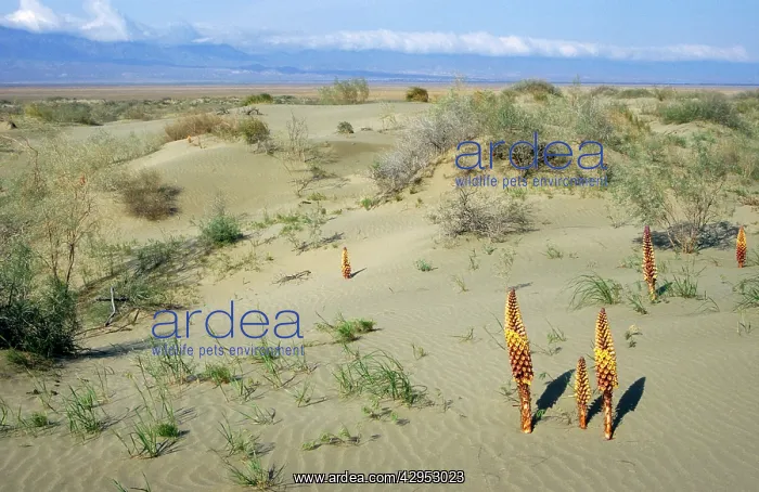 : Flowering parasitic plants - sand dunes of Central : Flowering parasitic plants - sand dunes of Central