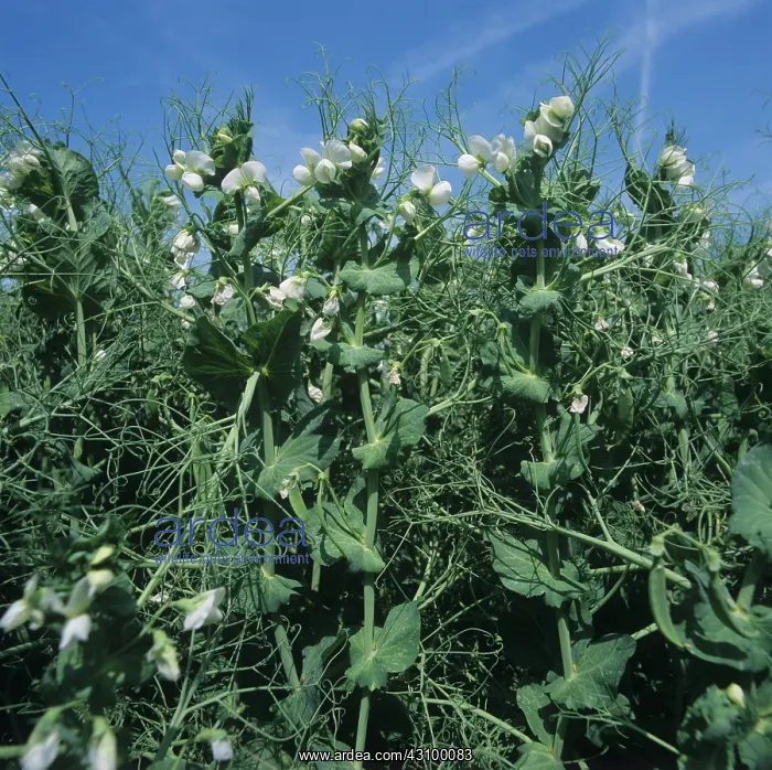: Flowering pea crop : Flowering pea crop
