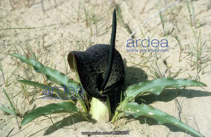 : Flowering plant Eminium Lemona - typical in sand : Flowering plant Eminium Lemona - typical in sand