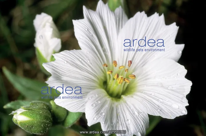 : Flowering plant Stellaria sp : Flowering plant Stellaria sp