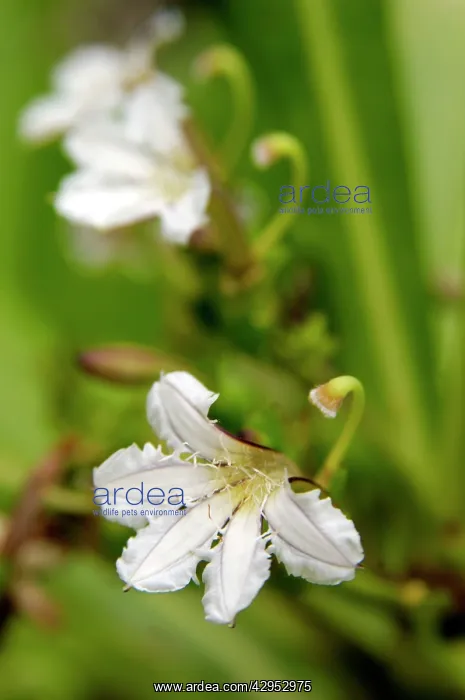 : Flowering plant (unidentified), edge of rainforest : Flowering plant (unidentified), edge of rainforest