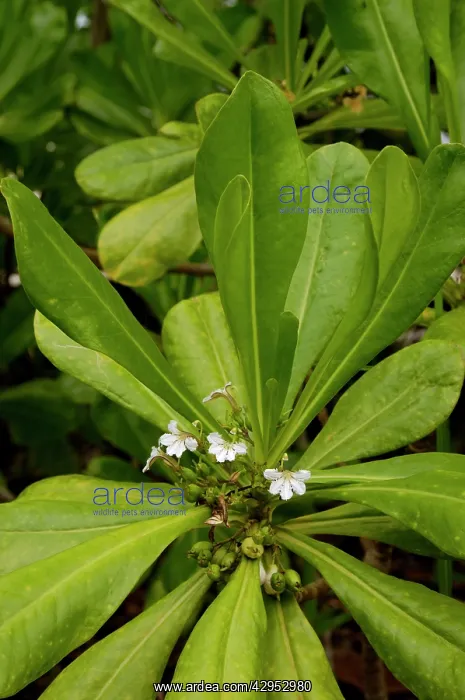 : Flowering plant (unidentified) on the edge of rainforest : Flowering plant (unidentified) on the edge of rainforest