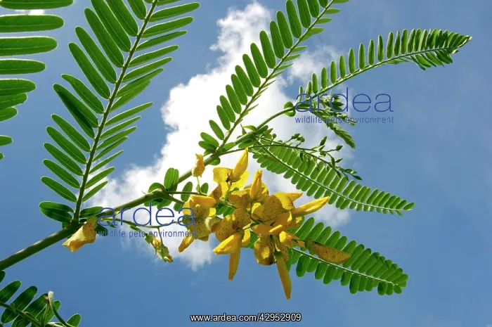 : A flowering plant (unidentified) on a river Danum bank : A flowering plant (unidentified) on a river Danum bank
